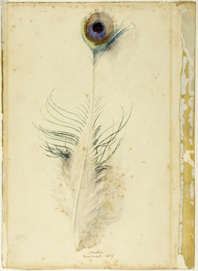 ruskin peacock feather